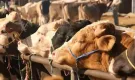 Şaptan Kapanan Hayvan Pazarları Açıldı