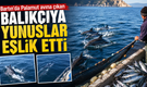 Bartın’da Palamut avına çıkan balıkçıya yunuslar eşlik etti