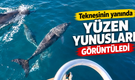 İnkumu Açıklarında Yunusların Tekneyle Dansı