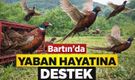 Bartın’da yaban hayatına 300 sülünlük destek!
