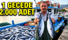 Amasra’da palamut bereketi: Bir gecede 2 bin palamut