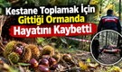 Kestane Toplamak İçin Gittiği Ormanda Hayatını Kaybetti