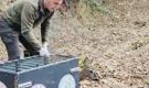 Bartın’da Otomobilin Çarptığı Karaca Doğaya Salındı