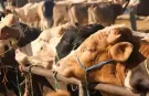 Şaptan Kapanan Hayvan Pazarları Açıldı