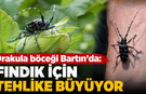 Drakula böceği Bartın’da: Fındık için tehlike büyüyor