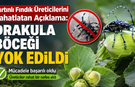 Fındık Üreticilerini Rahatlatan Açıklama: Drakula böceği yok