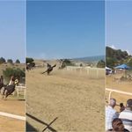 Festivalde at yarışında kaza: 2 at öldü, 1 jokey yaralı