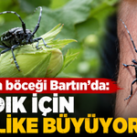 Drakula böceği Bartın’da: Fındık için tehlike büyüyor