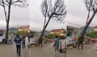 Ağlayan Ağaç Böyle Kesilmiş