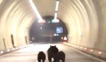 Amasra'da tünele giren bozayı ve 2 yavrusu kamerada