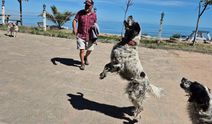 Bartın’da Dronların Korkulu Rüyası Köpekler