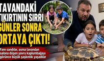 Tavandaki Tıkırtının Sırrı Günler Sonra Ortaya Çıktı