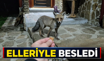 Bahçesine gelen tilkiyi elleriyle besledi