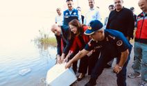 Bartın’da Barajlara 145 Bin Sazan Yavrusu Bırakıldı