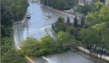 Bartın'da kuvvetli rüzgar; ağaçlar devrildi