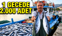 Amasra’da palamut bereketi: Bir gecede 2 bin palamut