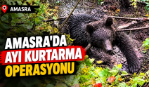 Amasra’da Ayı Kurtarma Operasyonu