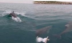 Amasra'da tekneye eşlik eden yunuslar