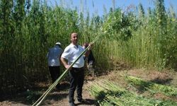 Bartın'da İlk Kenevir Hasadı