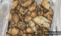 Salep Soğanı Toplayan Köylüler Jandarmaya Yakalandı