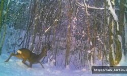 Bartın'daki Yaban Hayatı Fotokapanda