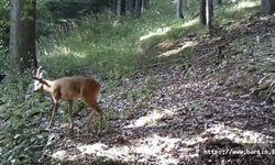 Gezen, Ardıç ve Katırovası Yaylası Fotokapanla İzleniyor
