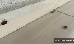 Kahverengi Kokarcalar Bartın'ı İstila Etti