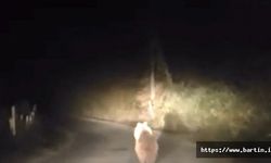 Köy yolunda otomobilin önüne ayı çıktı