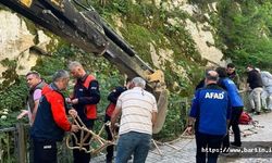 Şelalede Telef Olan Hayvan İş Makinasıyla Çıkartıldı