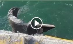 Amasra’da Kuruvaziyer İskeleye Çarptı