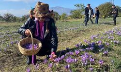 Safranbolu’ya ismini veren safranın hasadı başladı