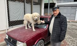 Bartın'da sahiplendiği köpeği aracının üzerinde gezdiriyor