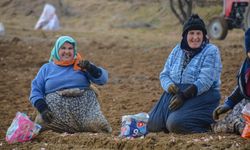 Sarımsak dikim yevmiyesi bin TL oldu