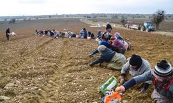 Taşköprü Sarımsağı'nın ekimine erken başlandı