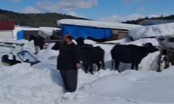 Uluyayla'da hayvanlarıyla mahsur kaldı; 3 gün sonra kurtarıldı