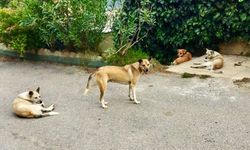 Sessiz Tehlike: Kozcağız’a Bırakılan sahipsiz Köpekler