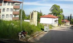 Başıboş köpek tavuğu alıp kaçtı