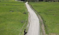 Uluyayla’da Yılkı Atları Dronla Görüntülendi