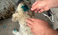 Bu kez insan köpeği ısırdı