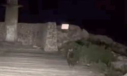 Yavru bozayı bu kez limanda görüntülendi