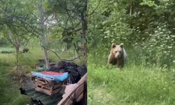 Bartın'da bahçeye gelen ayı görüntülendi