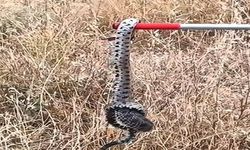 Zehirli engerek yılanı paniğe yol açtı