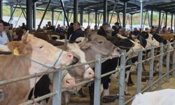 Bayrama sayılı günler kala kurban pazarları hareketlendi