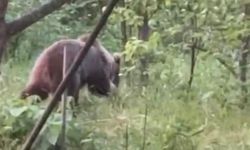 Bahçeye giren bozayıya seslendi ama…