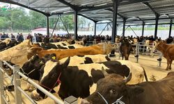 Akçamescit ve Abdipaşa hayvan pazarları kapatıldı
