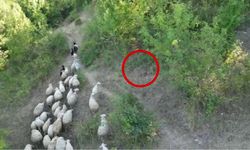 Sürüye saldıran kurdu dronla uzaklaştırdı