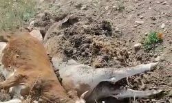 3 inek şap hastalığından telef oldu