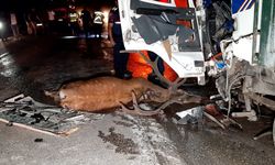 Önce geyiğe, sonra kamyona çarptı: 1 ölü, 1 yaralı