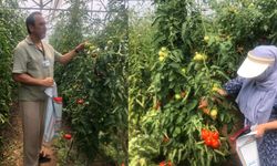 Bartın’da Pestisit Denetimleri Sürüyor