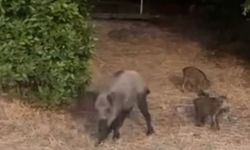 Bartın'da yaban domuzları sahile indi
